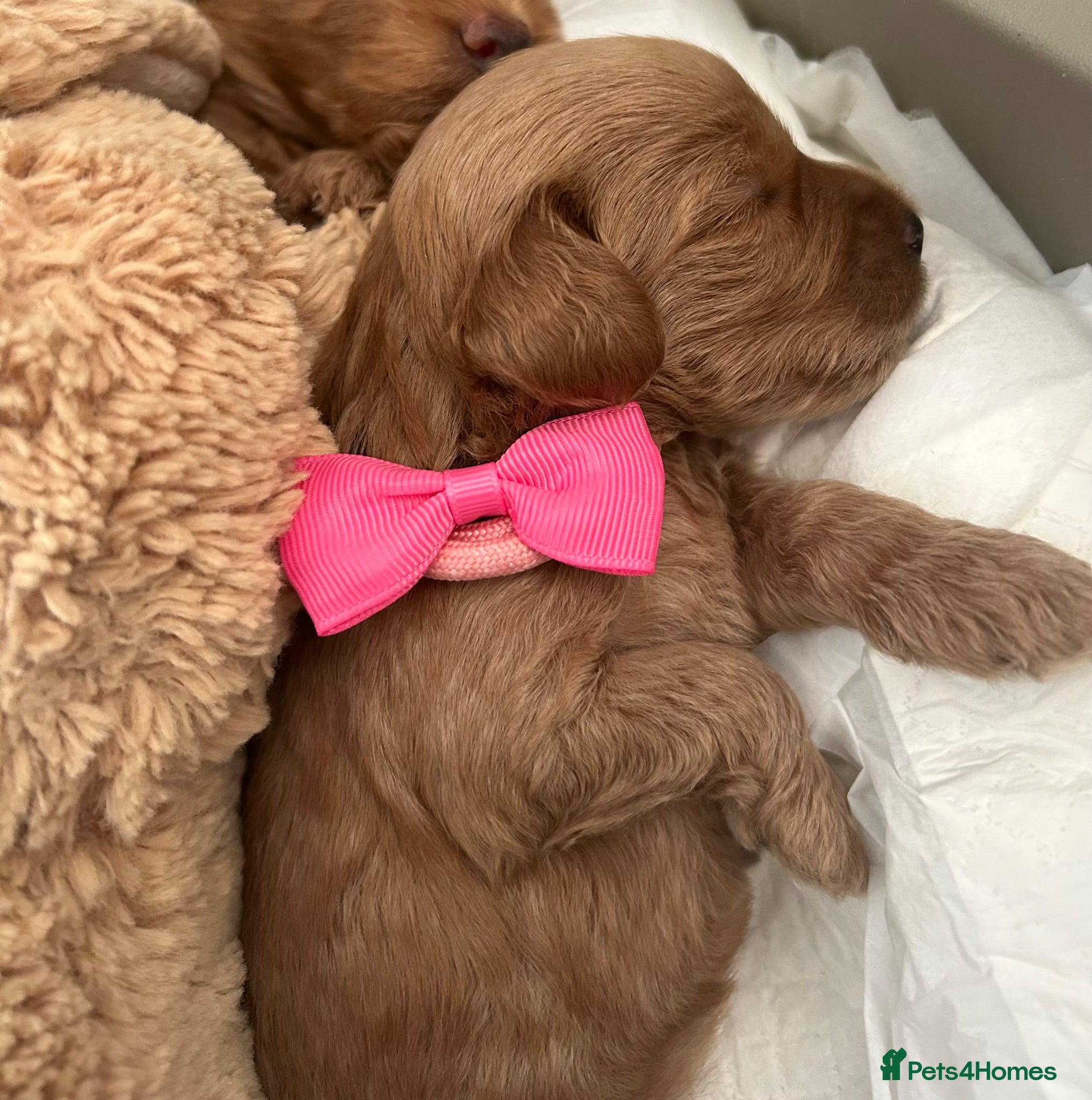 Labradoodle dogs Gorgeous 🌸🌸 F1BB Miniature Labradoodle Puppies - Advert 2