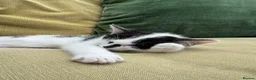 British Shorthair cats for sale: British Shorthair kittens - Advert 5