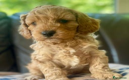 Cavapoo dogs for sale: Toy cavapoo puppies.extensively health tested - Image 2