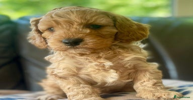 Cavapoo dogs - Advert 1