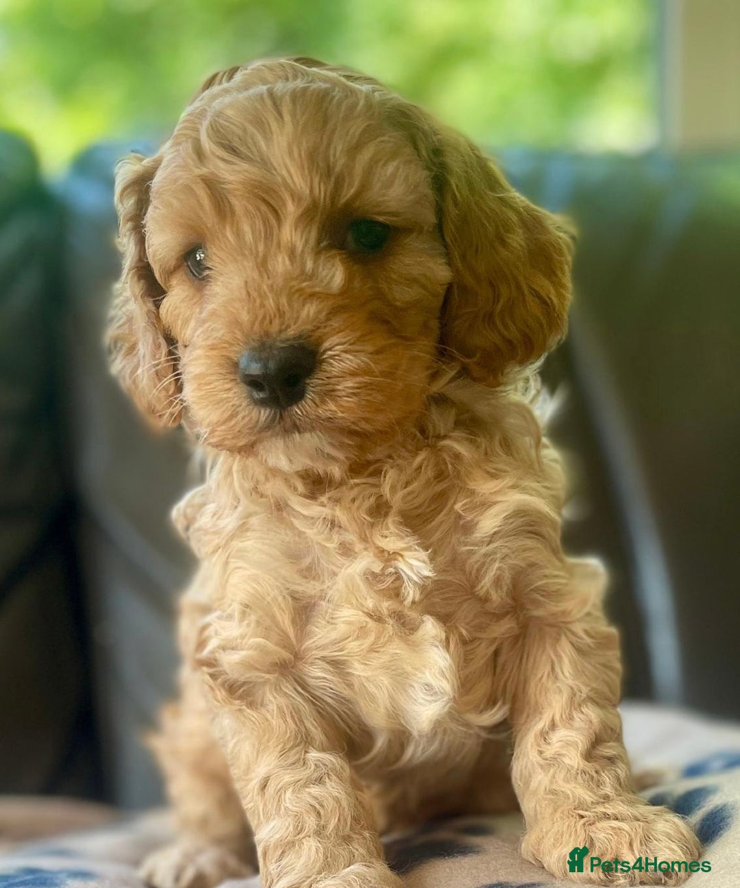 Cavapoo dogs for sale: Toy cavapoo puppies.extensively health tested - Image 2