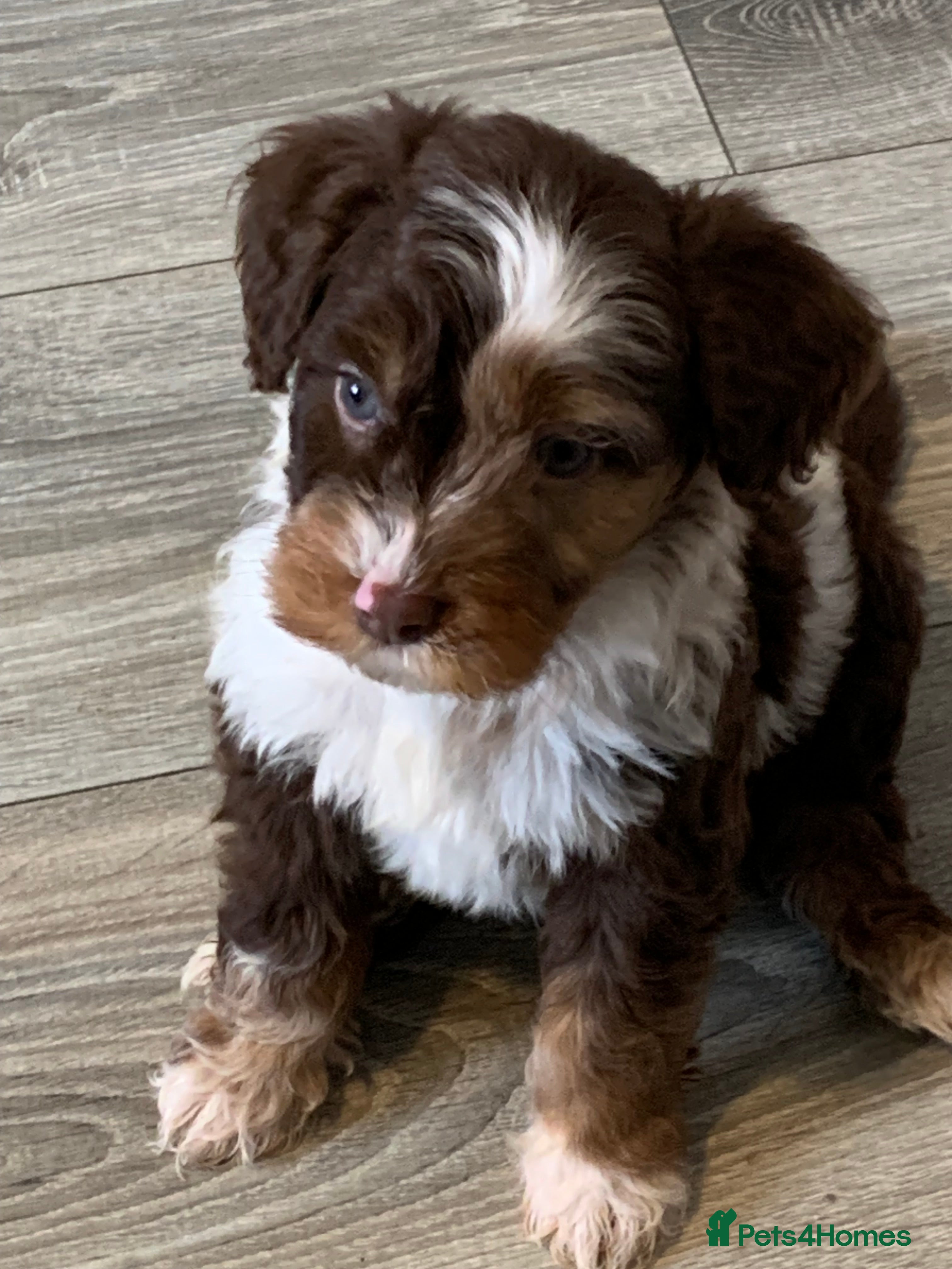 Cockapoo dogs Healthy toy poodle companions  - Advert 3