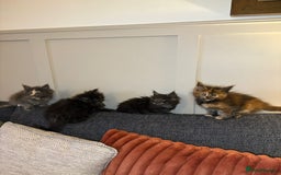 Maine Coon cats for sale: Gccf registered Adorable mainecoon kittens - Image 7