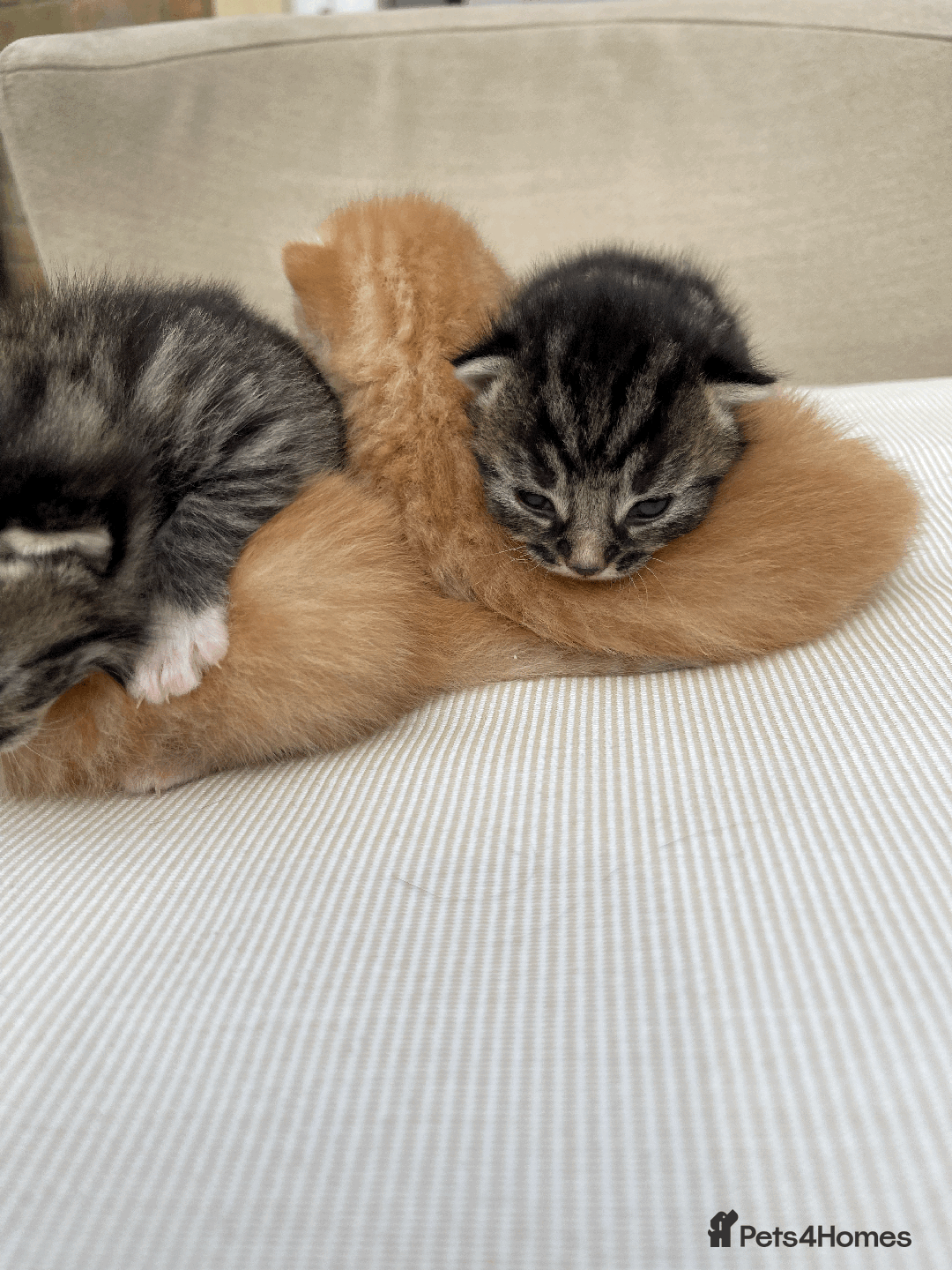 Mixed Breed cats for sale: 4Adorable Domestic Longhair Kittens-ready late Sep - Image 5