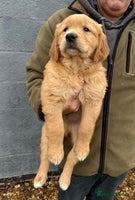 Golden Retriever dogs - Advert 2