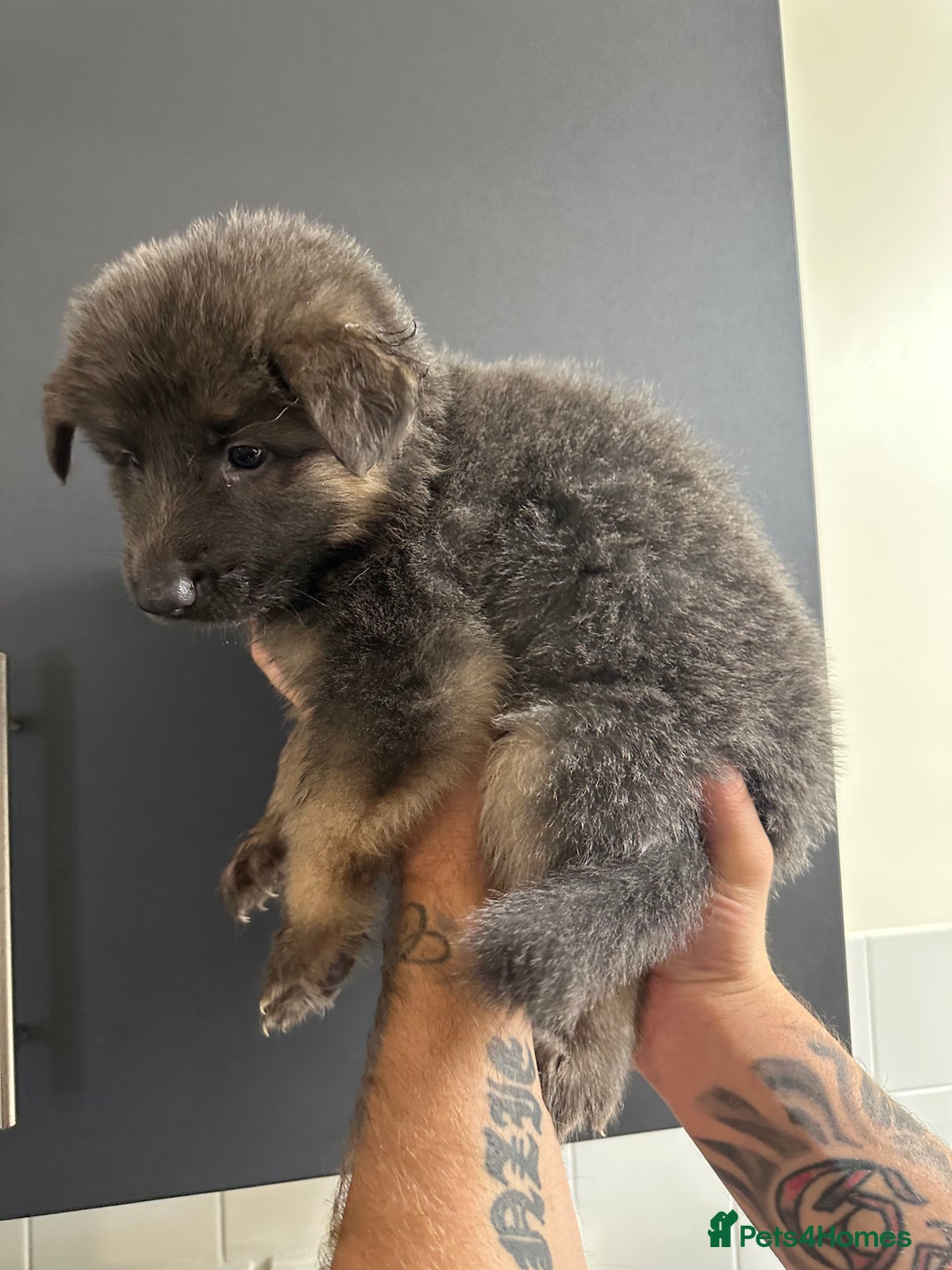 German Shepherd dogs for sale: German shepherd  - Image 31