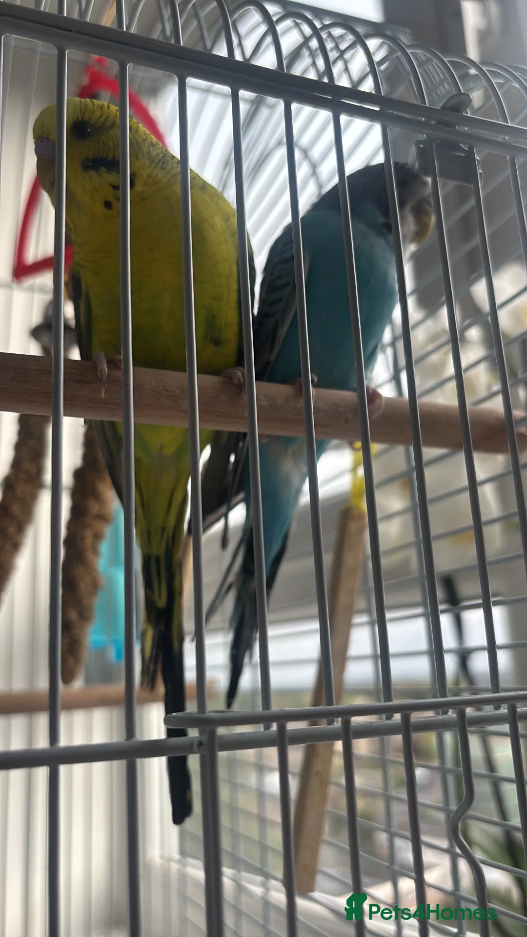 Budgerigars birds for sale: 2 lovely budgys in Brentwood - Advert 2