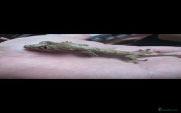 Gecko reptiles for sale: Baby chahoua white collor  - Image 2