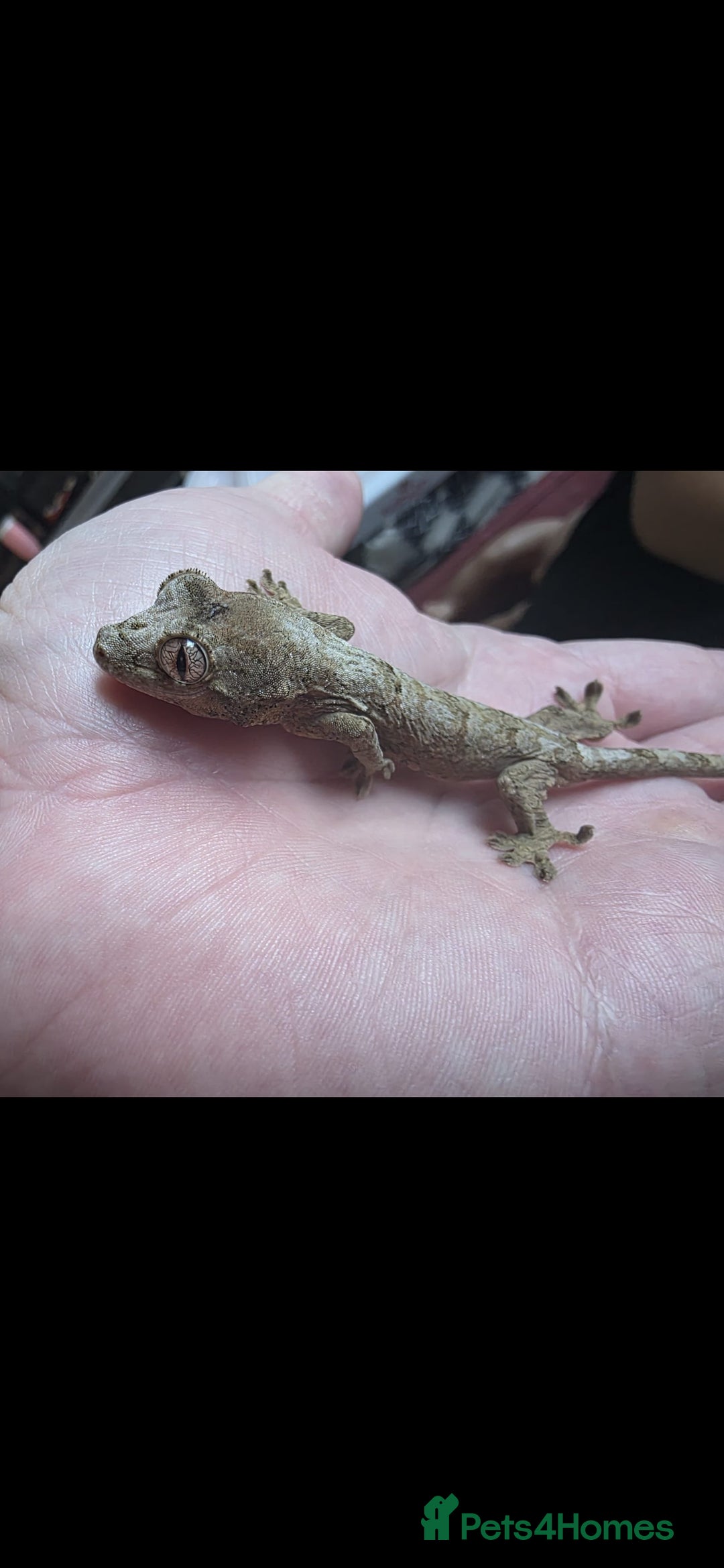 Gecko reptiles for sale: Baby chahoua white collor  - Image 2
