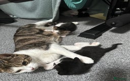 British Shorthair cats for sale: mixed tabby, black and white kittens  - Image 16