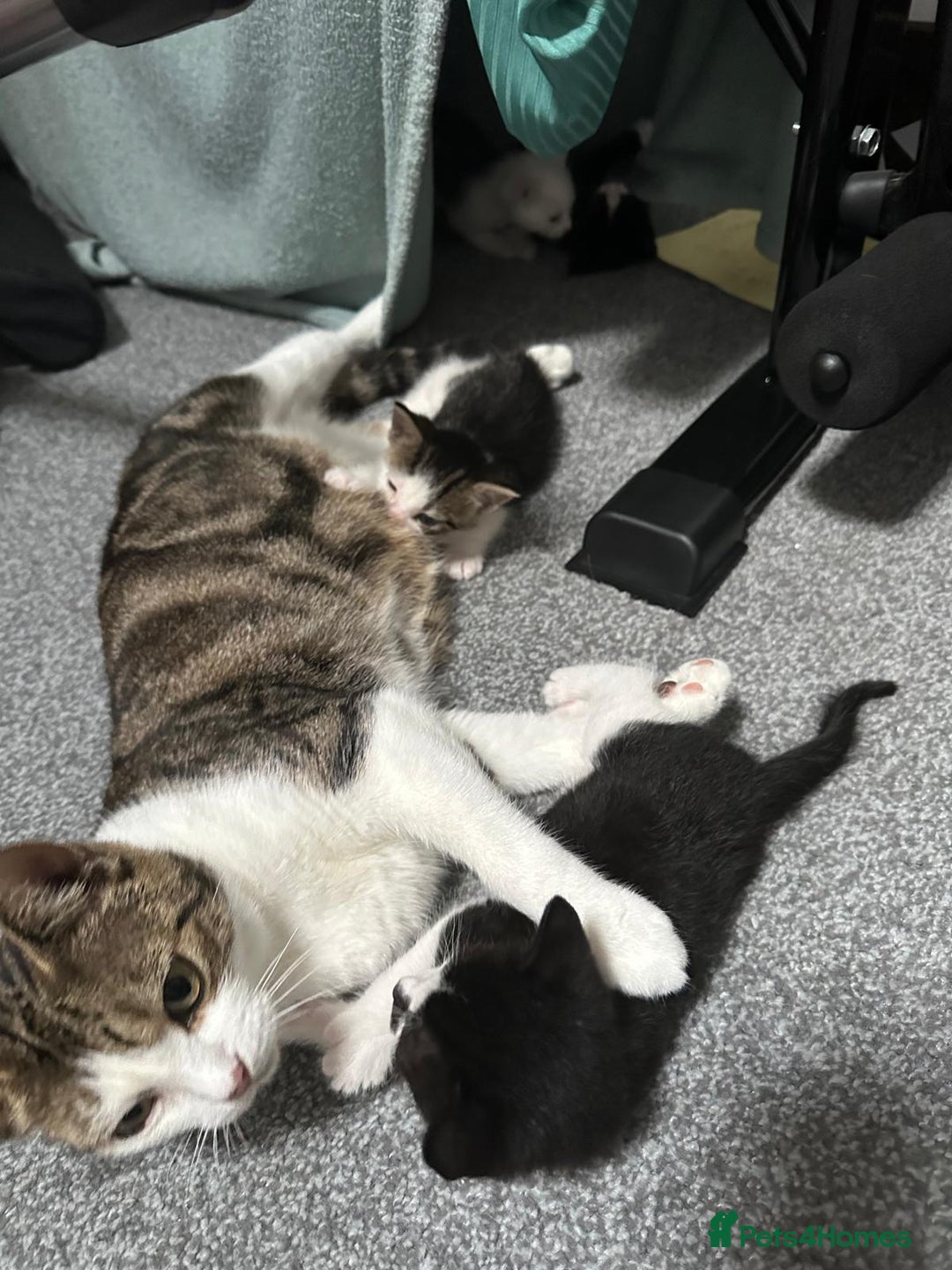 British Shorthair cats for sale: mixed tabby, black and white kittens  - Image 16