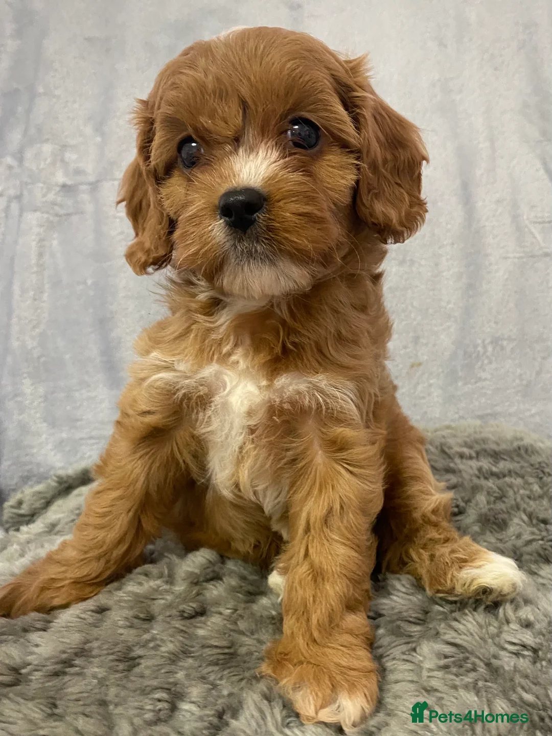 Cavapoo dogs for sale: F1 Toy Cavapoo - Advert 5