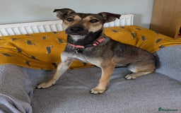 Mixed Breed dogs for adoption: Sweet Margot looking for Love  - Image 3