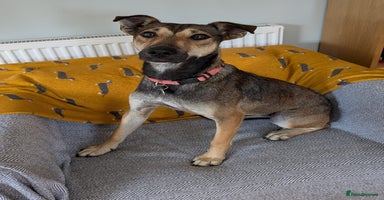 Mixed Breed dogs - Advert 8