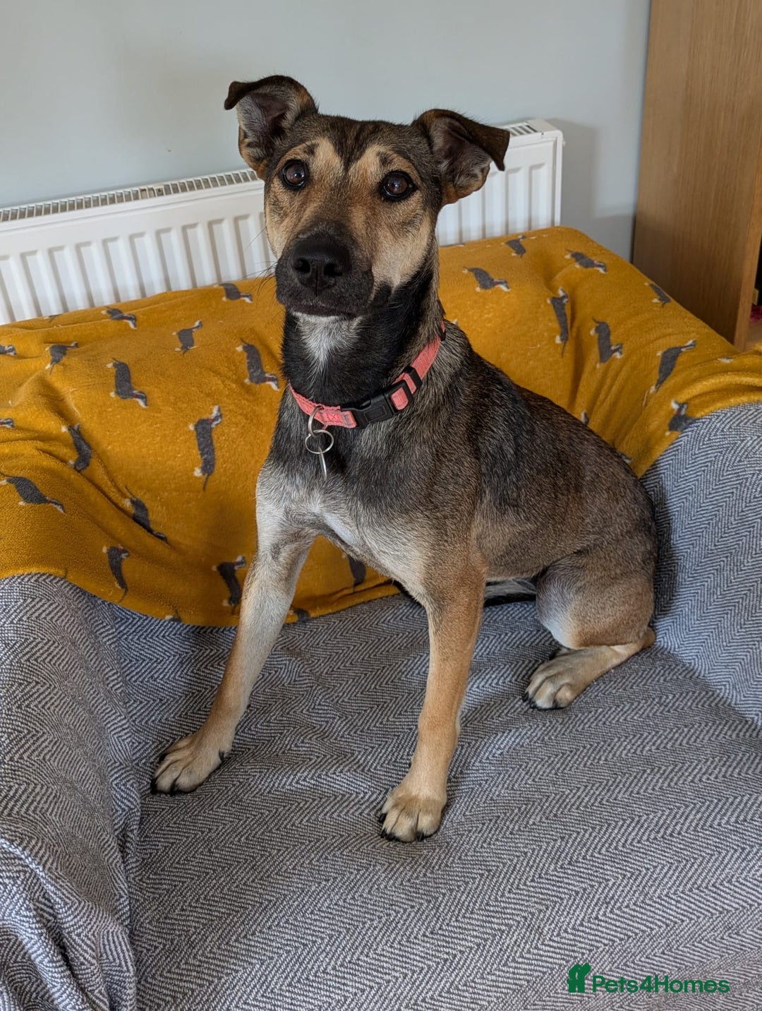 Mixed Breed dogs for adoption: Sweet Margot looking for Love  - Image 3
