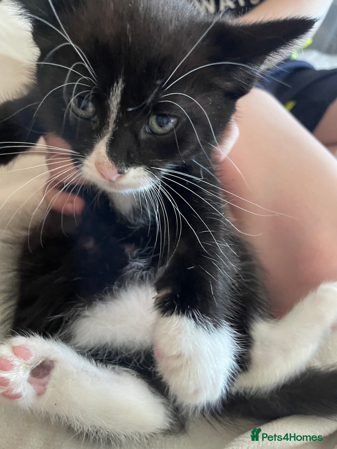 Domestic Shorthair cats for sale: Little Kitty’s Available  - Image 2