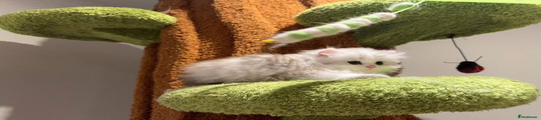 Munchkin Kitten 2