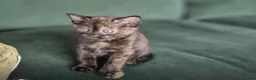 Mixed Breed cats for sale: Tortie kitten  - Advert 8