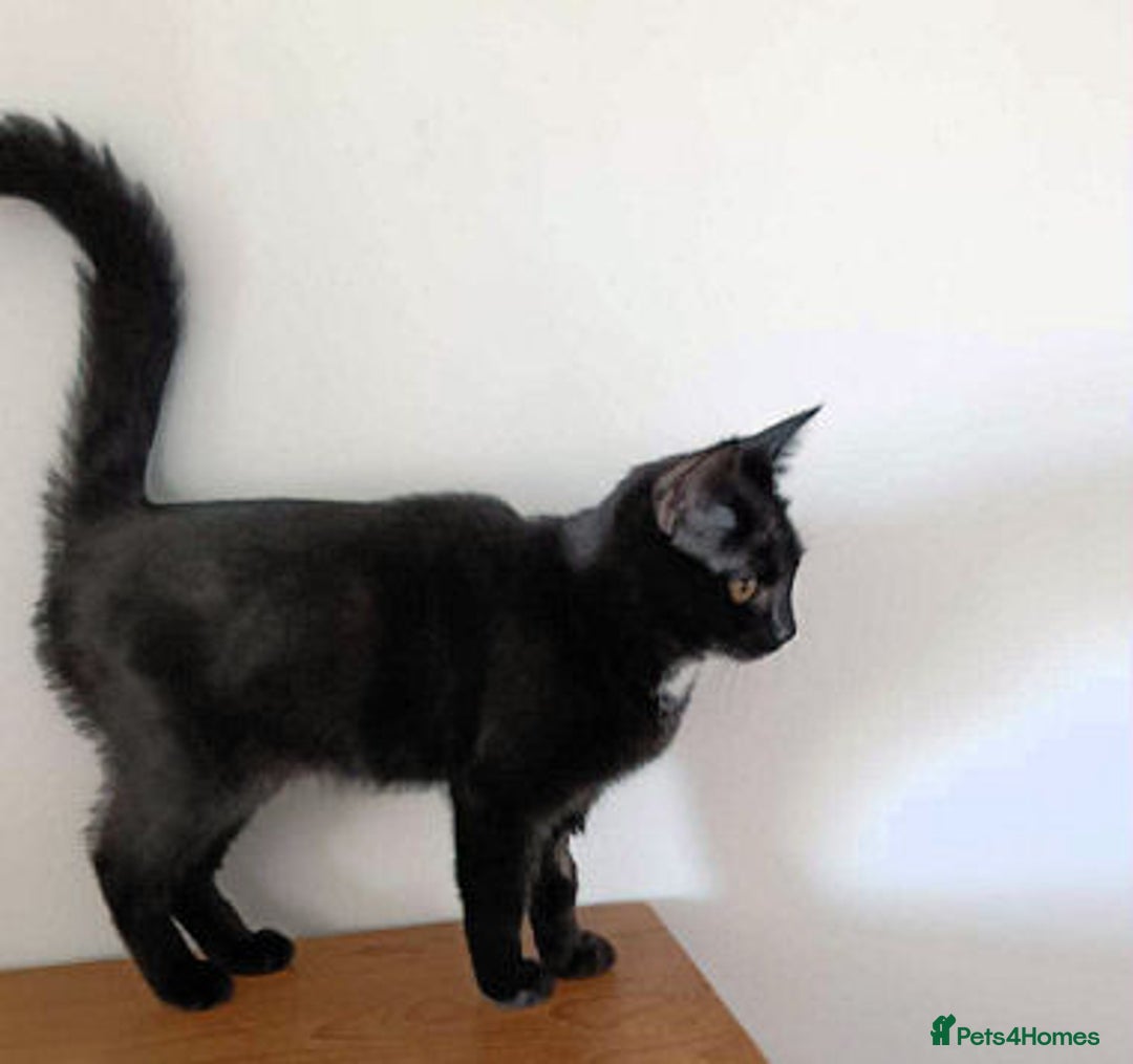 Mixed Breed cats for adoption: AUTUMN - Image 5