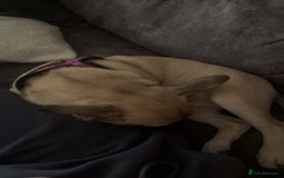 Mixed Breed dogs for sale: Frenchi pomchi puppy 15 weeks old girl - Image 4