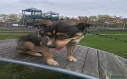 Mixed Breed dogs for sale: Siberian husky x lab  - Advert 5