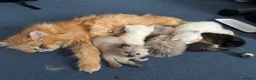 Mixed Breed cats for sale: 6 ragdoll x Persian kittens - Advert 28