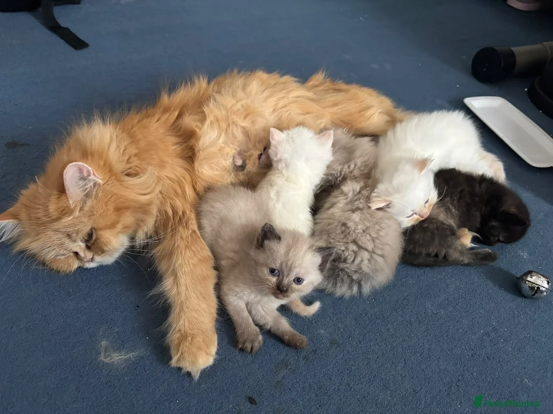 Mixed Breed cats for sale: 6 ragdoll x Persian kittens - Advert 28