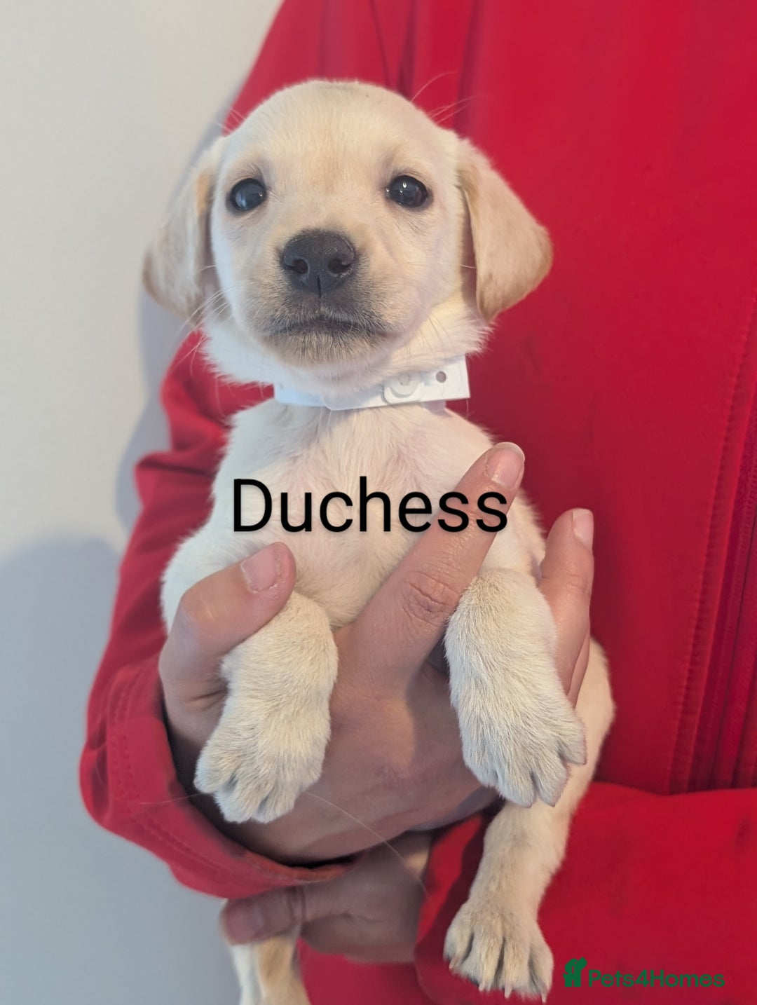 Labrador Retriever dogs for sale: KC Reg, Champion lines Drakeshead in pedigree  - Image 24