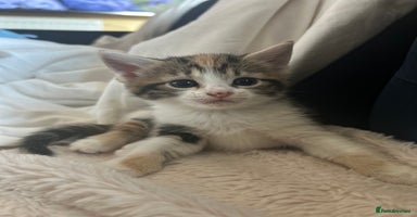 Mixed Breed cats - Advert 15