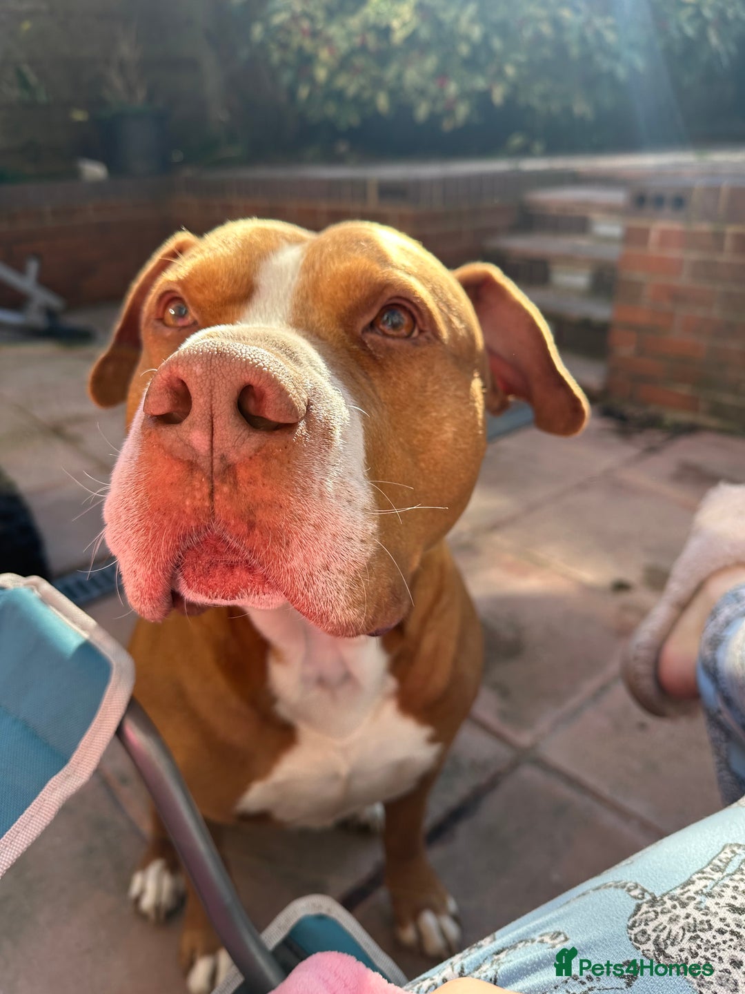 Mixed Breed dogs for sale: Pocket Bully Cross/ American Bully - Advert 13