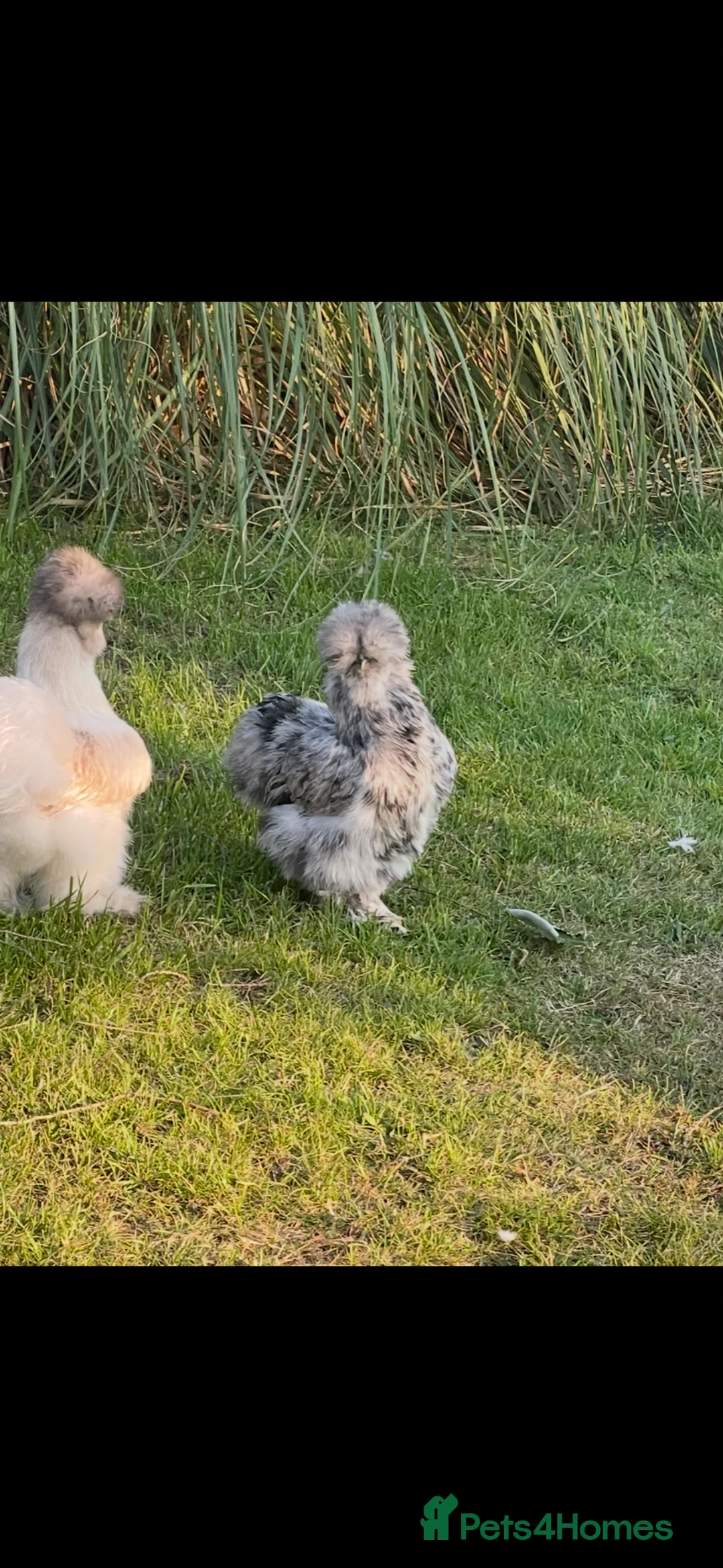 Chickens poultry for sale: USA silkie chicks  - Advert 10