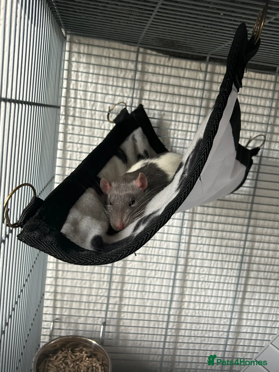 Rat rodents for sale: 2 bonded Male Rats  - Advert 6