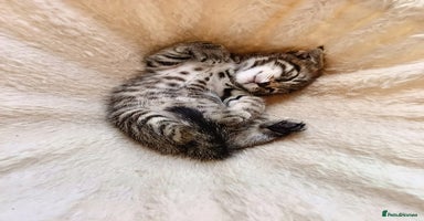Mixed Breed cats - Advert 15
