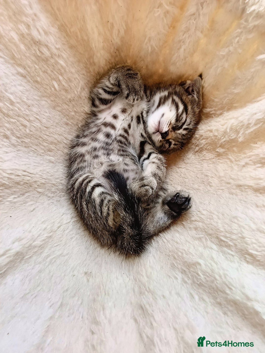 Mixed Breed cats for sale: Kittens - Image 3