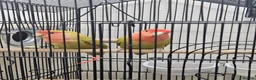 Lovebirds birds for sale: 100% breeding lovebirds pair in Sheffield - Advert 2