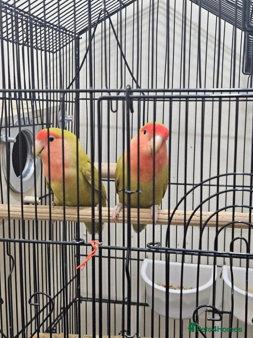 Lovebirds birds for sale: 100% breeding lovebirds pair in Sheffield - Advert 2