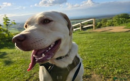 Labrador Retriever dogs for sale: Rehoming: 2 year old yellow Labrador - Image 5