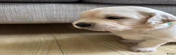 Golden Retriever dogs for sale: Beautiful pedigree Golden Retriever puppies in Usk - Advert 9