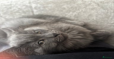 Maine Coon cats - Advert 3