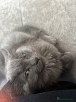 Maine Coon cats - Advert 2