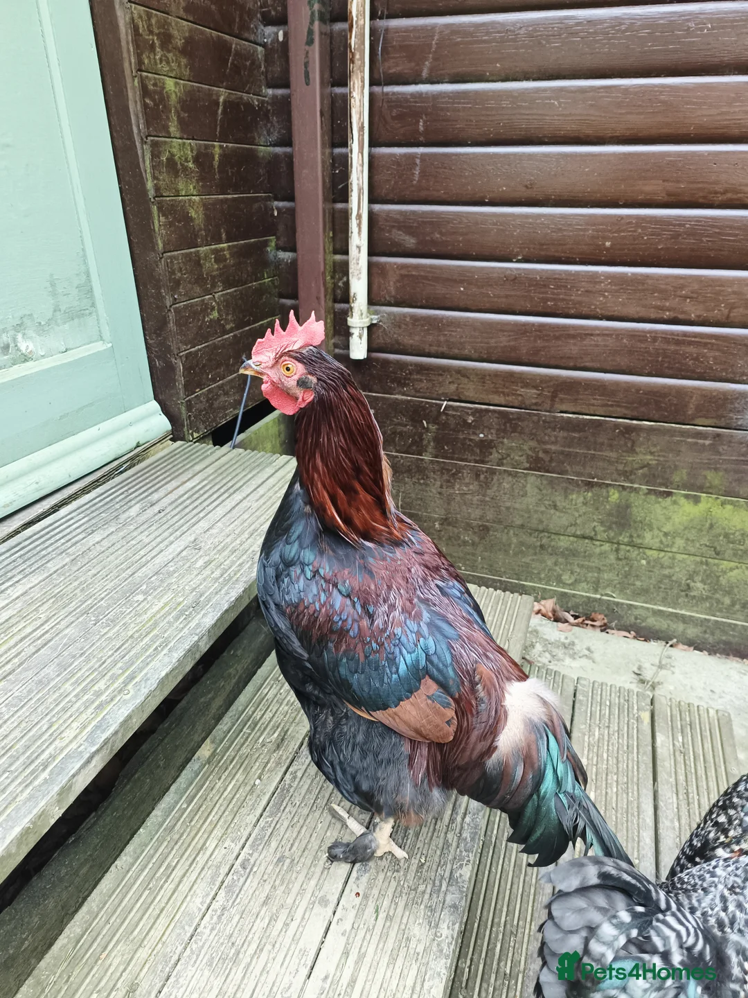 Chickens poultry for sale: Cockerels in Shrewsbury - Advert 1