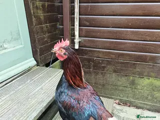 Chickens poultry Cockerels - Advert 1