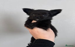 Chihuahua dogs for sale: Long coat Chihuahua puppies - Image 29