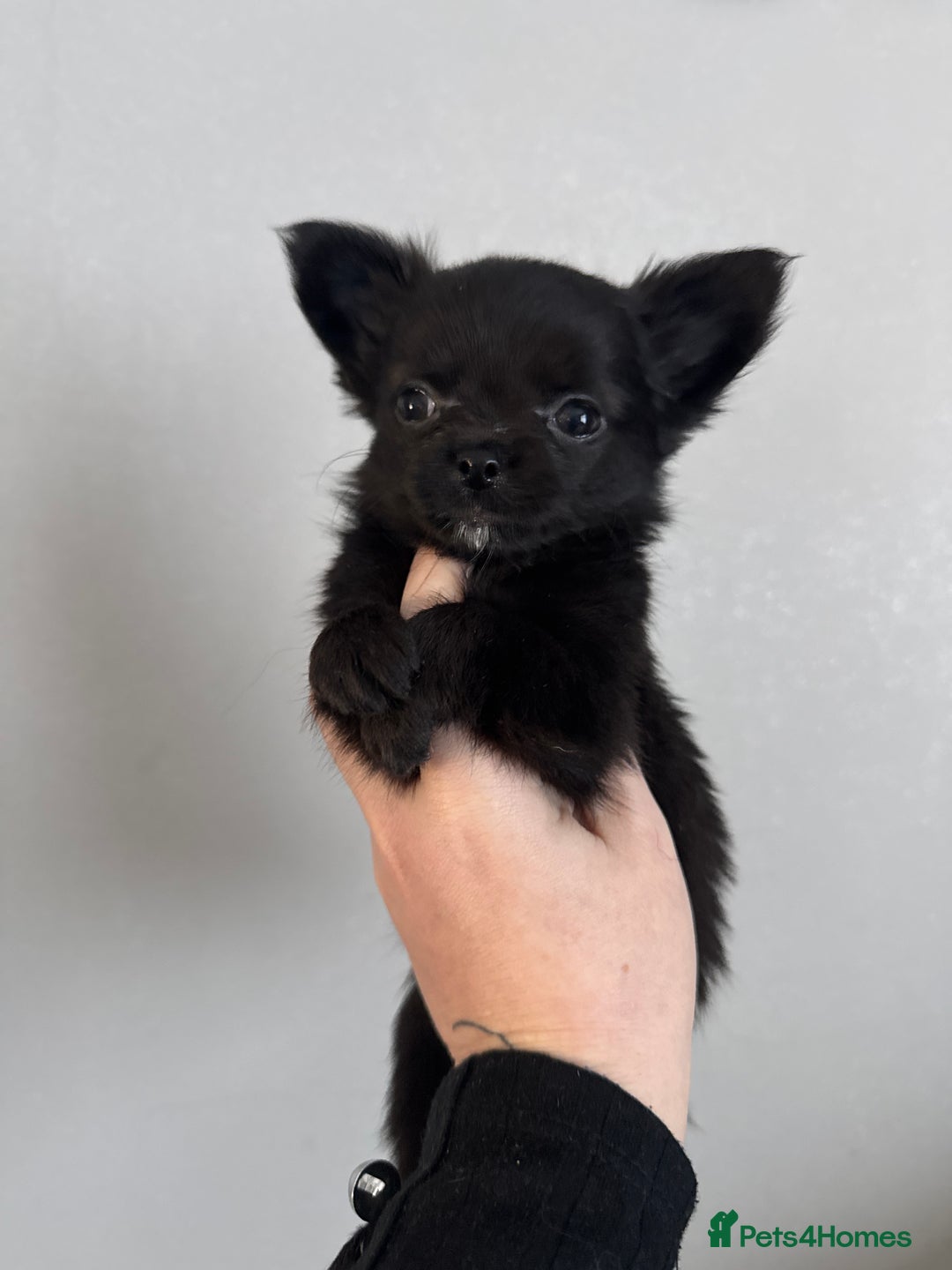 Chihuahua dogs for sale: Long coat Chihuahua puppies - Image 29