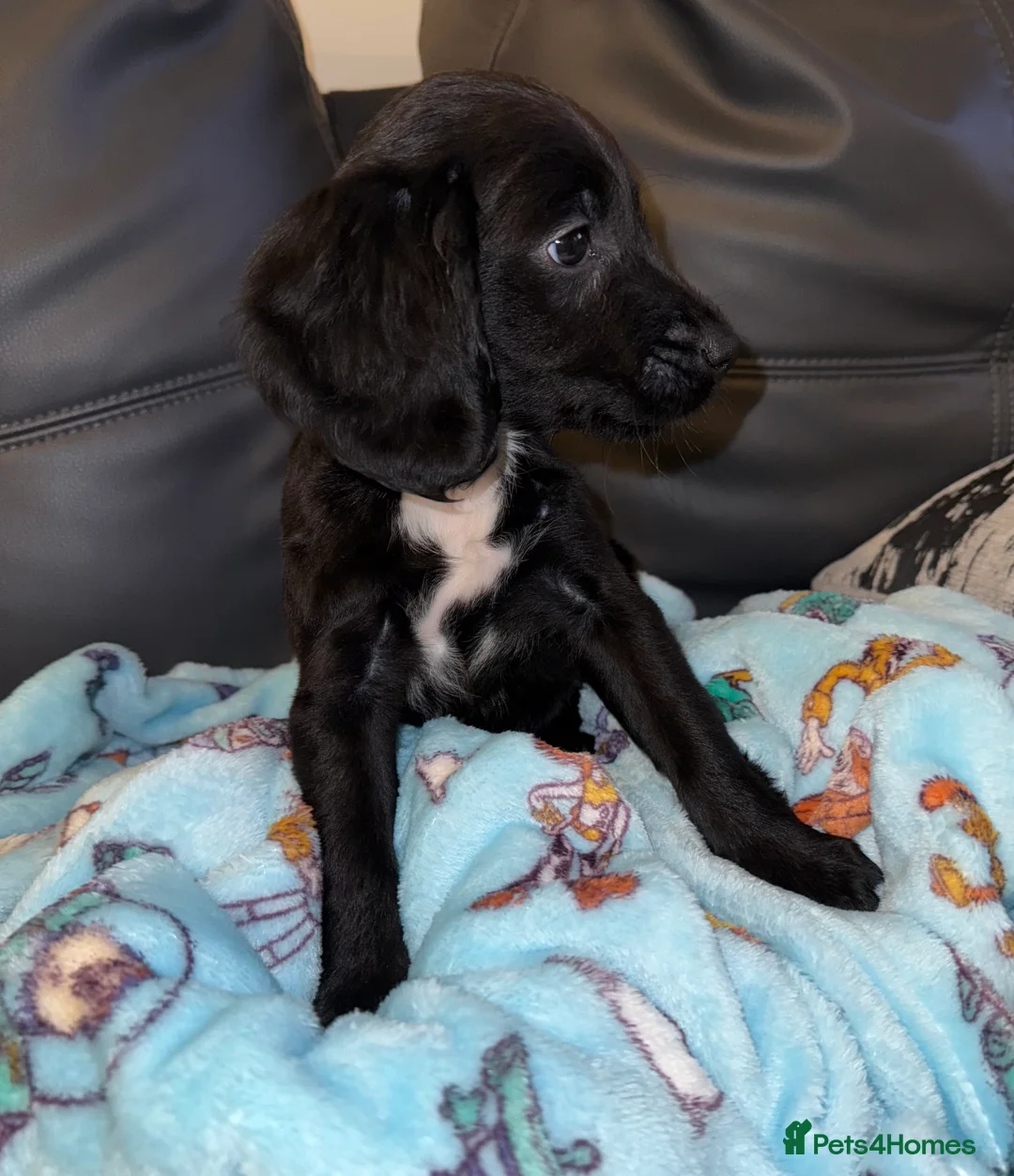 Mixed Breed dogs for sale: 2 boys 2 girls springer jacks ready now  - Advert 6