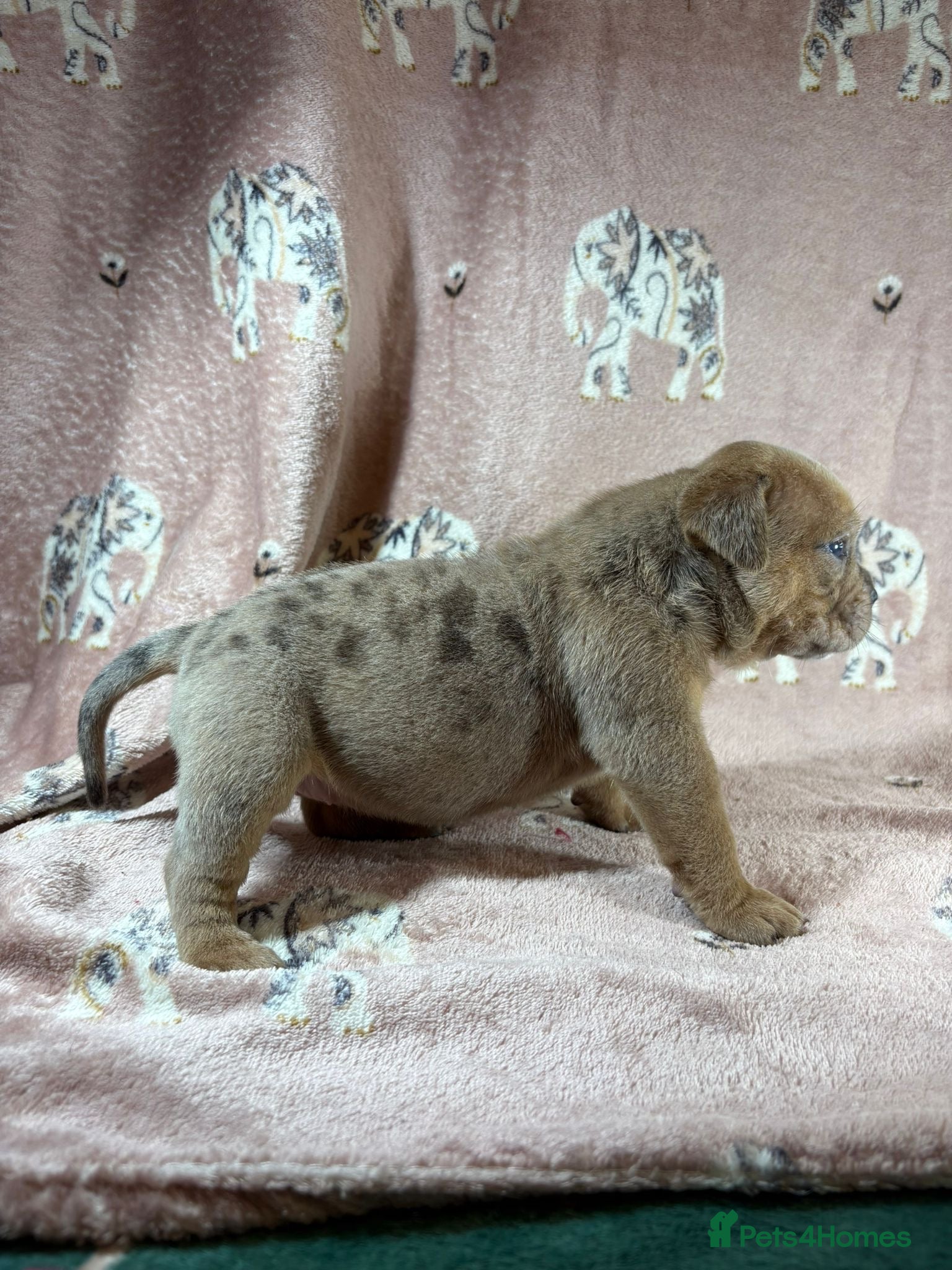 Olde English Bulldogge dogs Olde English bulldog 5 gen of health genetic clear - Advert 2