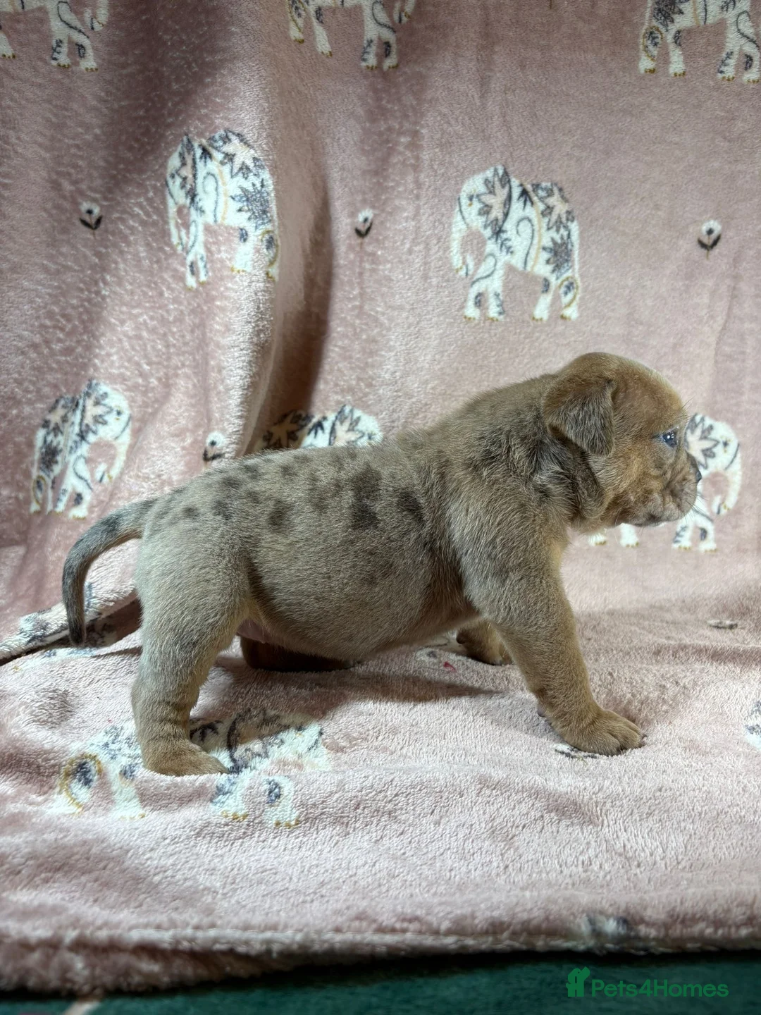 Olde English Bulldogge dogs for sale: Olde English bulldog 5 gen of health genetic clear - Advert 1