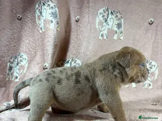 Olde English Bulldogge dogs for sale: Olde English bulldog 5 gen of health genetic clear - Advert 1