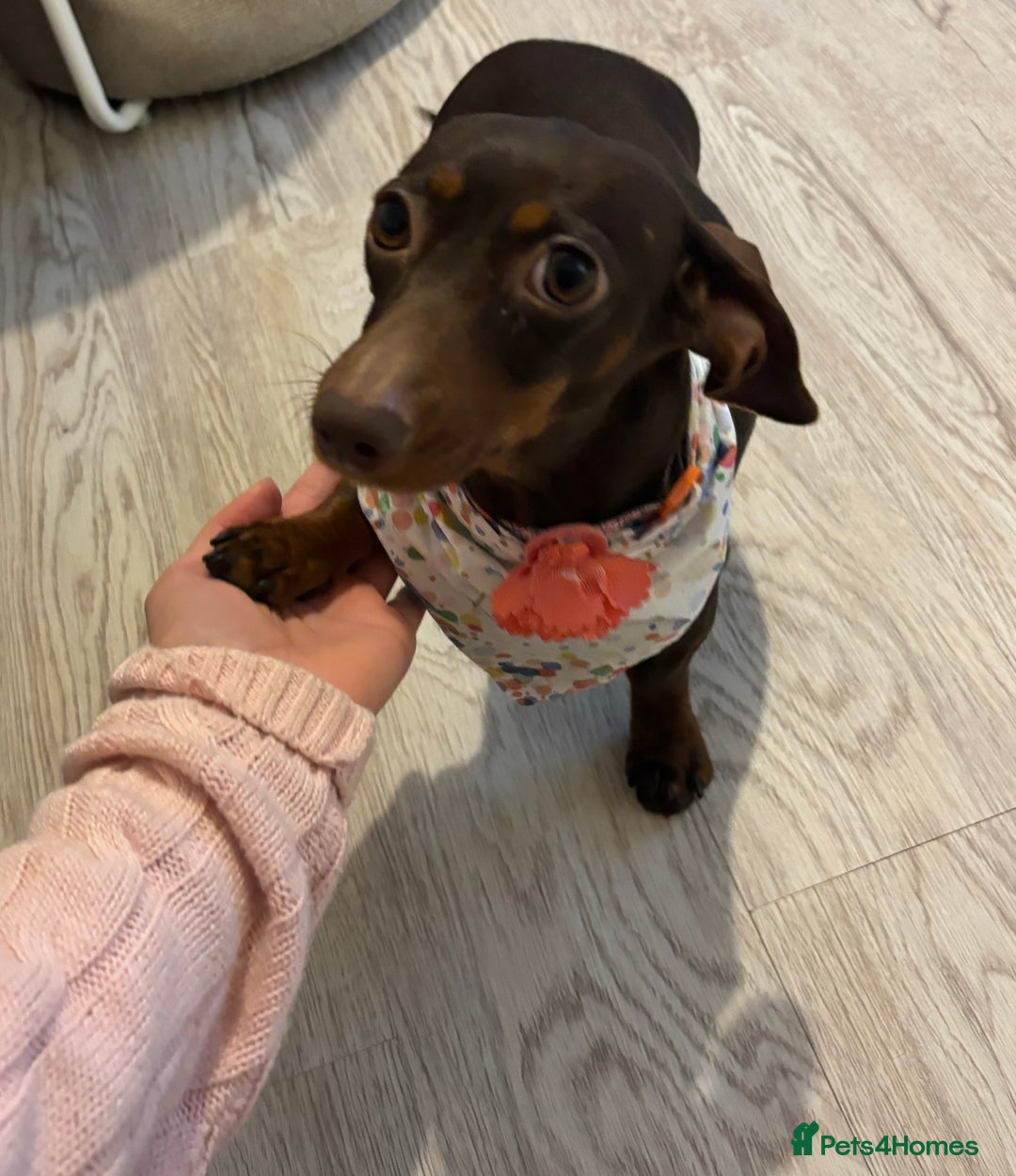 Miniature Dachshund dogs for sale: Miniature Dachshund  - Advert 2