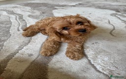 Cavapoo dogs for sale: !Ready now! F1 cavapoos kc reg parents - Image 11